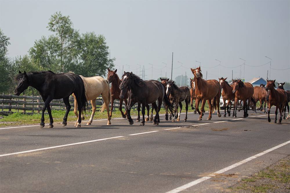 Ездить в Тункинской долине нужно медленно и аккуратно: на дорогу постоянно выходят лошади и коровы. Мы не упускали возможности их поснимать