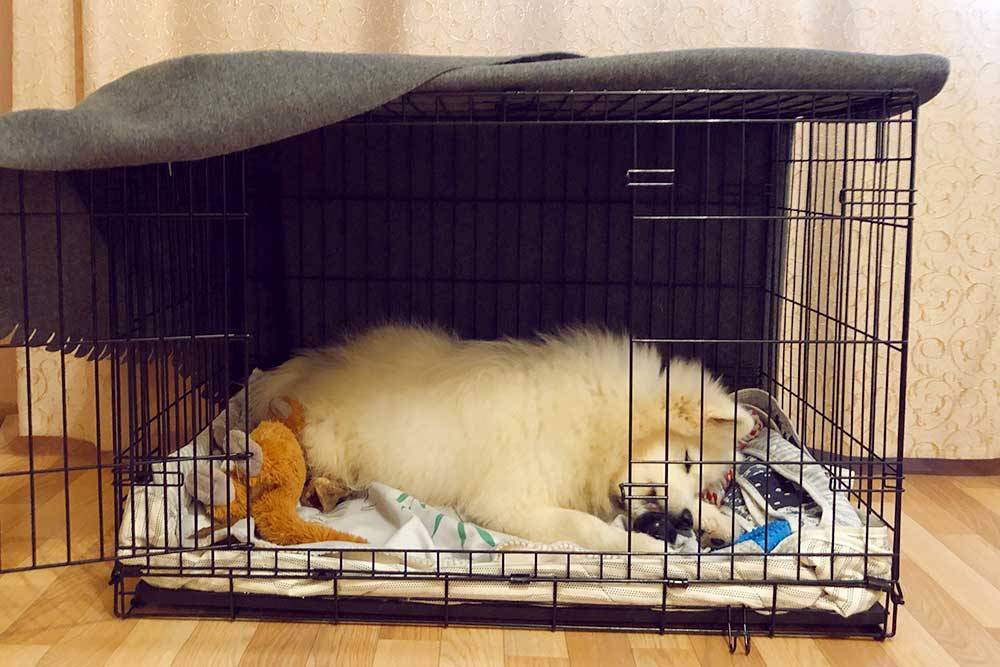 В клетке Элли чувствует себя комфортно. В основном она в ней хранит игрушки и играет, а спит на полу — там прохладнее