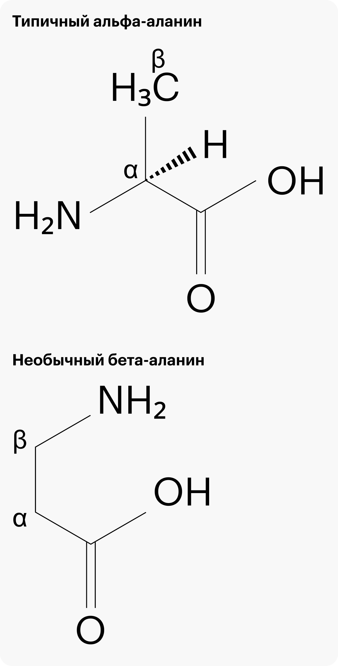 Слева: типичный альфа-аланин, у которого -NH2 прицеплен к альфа-углероду. Справа: необычный бета-аланин, у которого -NH2 прицеплен к бета-углероду