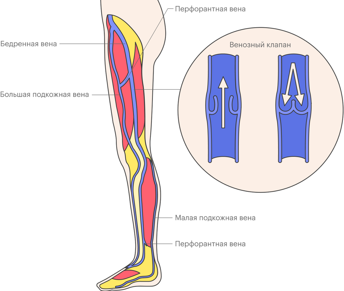 Венозный. Большая подкожная Вена ноги (Vena saphena Magna). Малая подкожная Вена ноги. Малая подкожная Вена бедра.