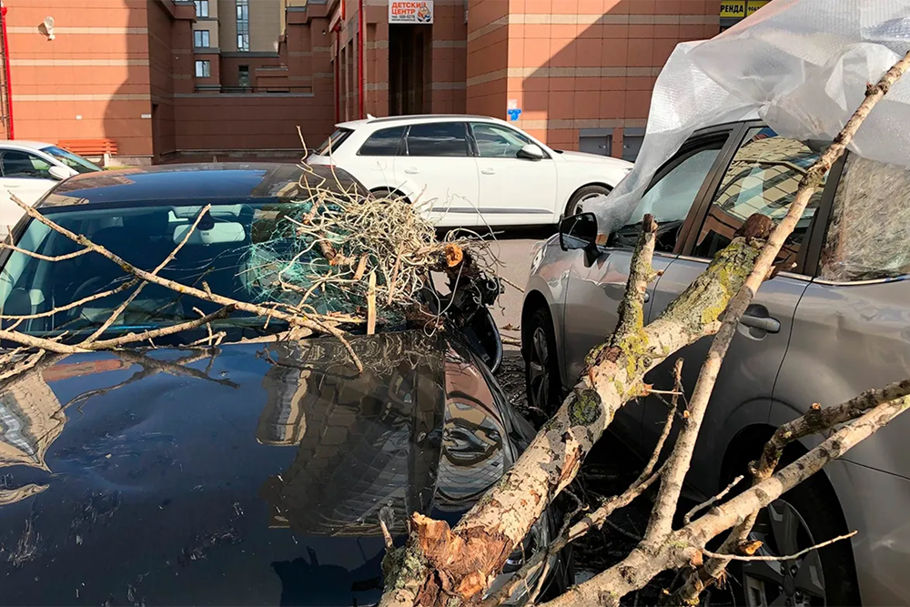 УК не спилила гнилое дерево, когда это было нужно, и оно повредило автомобиль на парковке во время урагана. Фото: Juliet_summertime&nbsp;/ Shutterstock