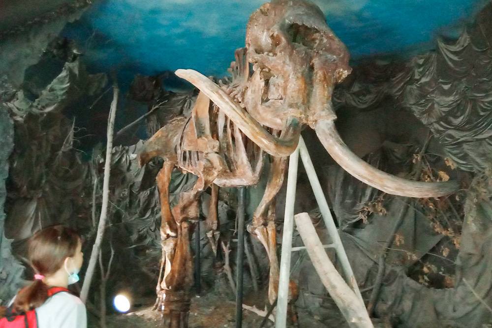 Рассказ об истории края в музее начинается со скелета мамонта и костей других древних животных: шерстистого носорога, пещерного льва
