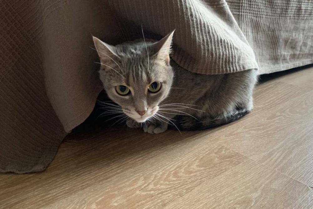 Кот нашел новое развлечение — прячется за краем покрывала и ползает под&nbsp;ним вдоль дивана, пытаясь что-то поймать. Иногда выглядывает на нас и мяукает, прячется обратно