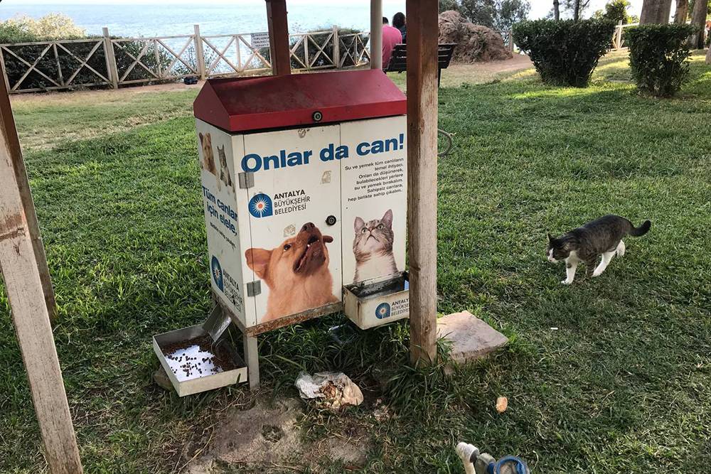 Стамбул не зря называют городом котов: их тут очень много и турки их любят. На улицах даже установлены домики для&nbsp;ночлега и миски с водой и едой для&nbsp;кошек и собак