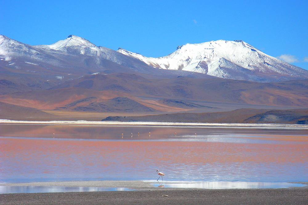 Самое необычное на озере Лагуна-Колорада — даже не цвет воды, а фламинго, живущие здесь в холоде, на высоте 4278 метров над уровнем моря