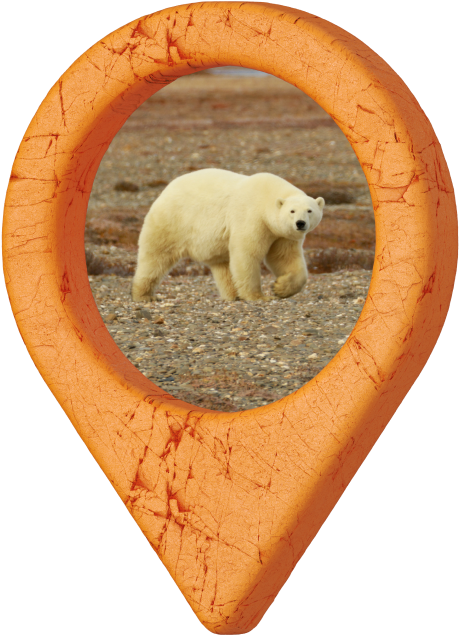 «Из-под колес выскочил медведь»: почему стоит съездить на Чукотку и остров Врангеля