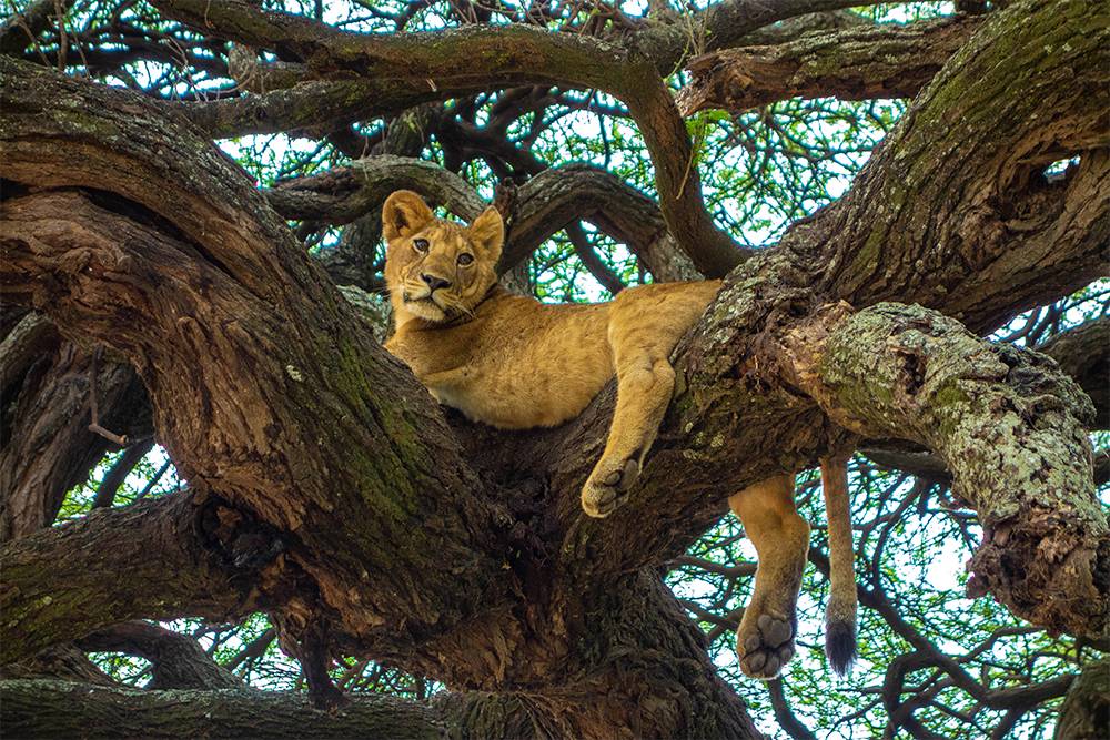Знаменитые львы-древолазы. Источник: Melanie Stuije / Shutterstock