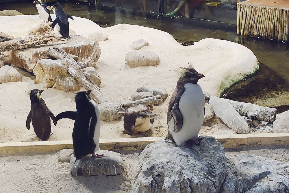 Разные виды пингвинов. Каждый день птиц кормят на радость публике
