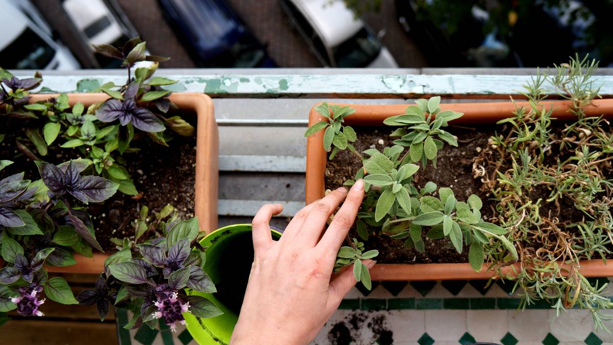 Как устроить огород прямо дома: 9 растений для подоконника