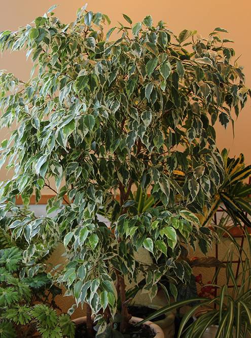 А так выглядит взрослое растение, которое живет в оптимальных условиях. Источник: ArtCreationsDesignPhoto / Shutterstock