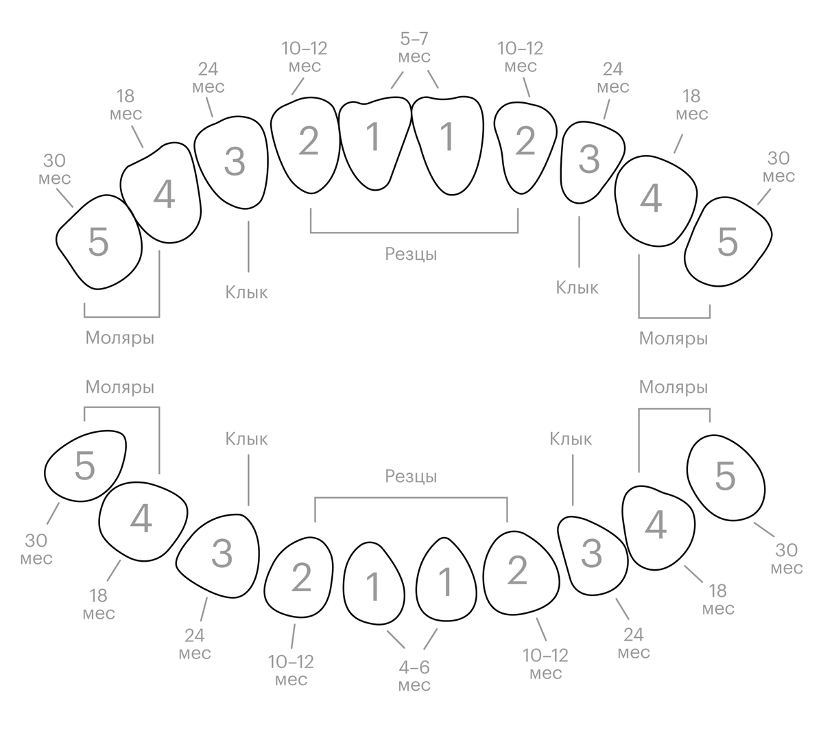 схема роста зубов у детей фото
