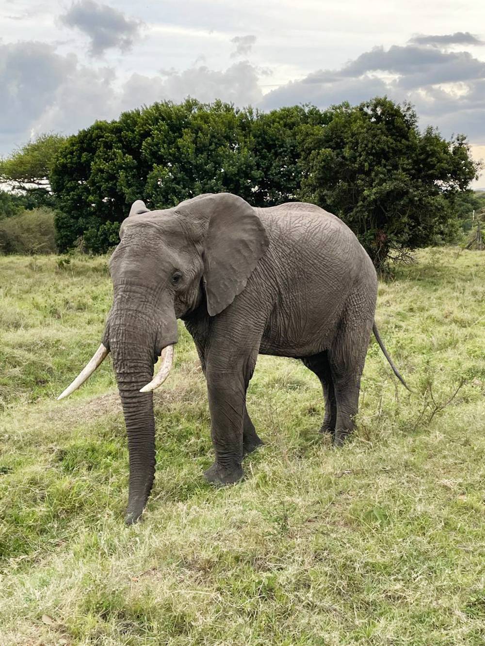 Первый увиденный слон