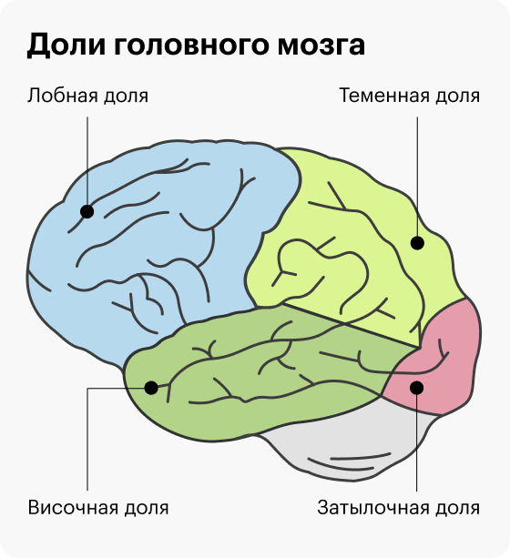 В лобной и височной областях мозга находятся зоны, отвечающие за волю и мотивацию. При&nbsp;их повреждении сложно рассчитывать на целеустремленность человека