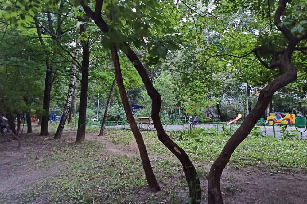 В Матвеевском гораздо больше зелени, чем в Очакове. Это один из старых дворов, деревья посажены в 1970-х