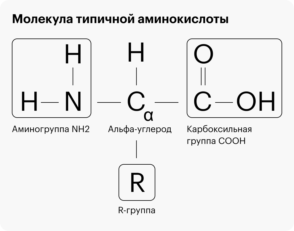 Типичная аминокислота: буквой R отмечена уникальная R-группа, а все остальное — стандартный «скелет» с альфа-углеродом С в основе