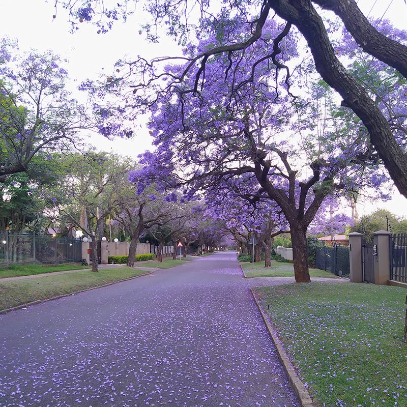 Сейчас в ЮАР весна. В Йоханнесбурге в сентябре температура днем колебалась в пределах +20...25 °C, в&nbsp;городе было жарко, дожди шли редко и&nbsp;по&nbsp;ночам. В&nbsp;октябре цвела жакаранда — дерево с фиолетовыми листьями, в&nbsp;Претории им усажены целые улицы
