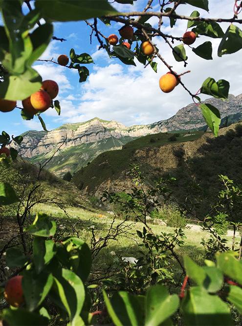 В горах Кабардино-Балкарии растут вкусные дикие абрикосы. А в Северной Осетии мы ели дикую малину и собирали чабрец с мятой к чаю