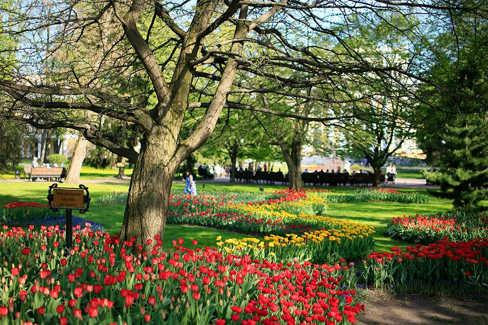 Цветущие тюльпаны в парке Румянцевых и Паскевичей