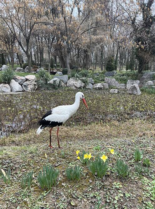 Аист гуляет по японскому садику