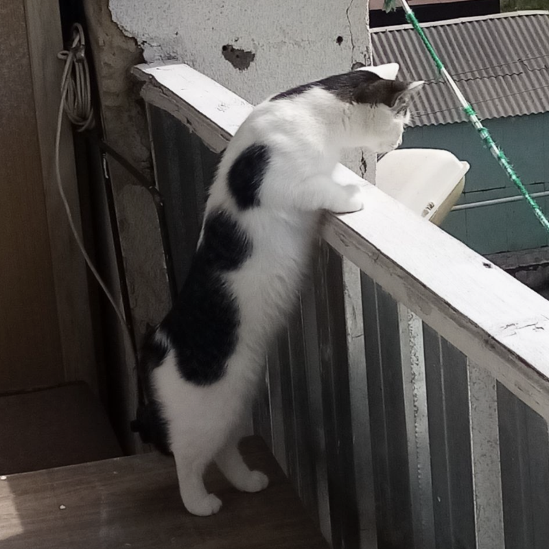 Кошка тоже любит быть на балконе