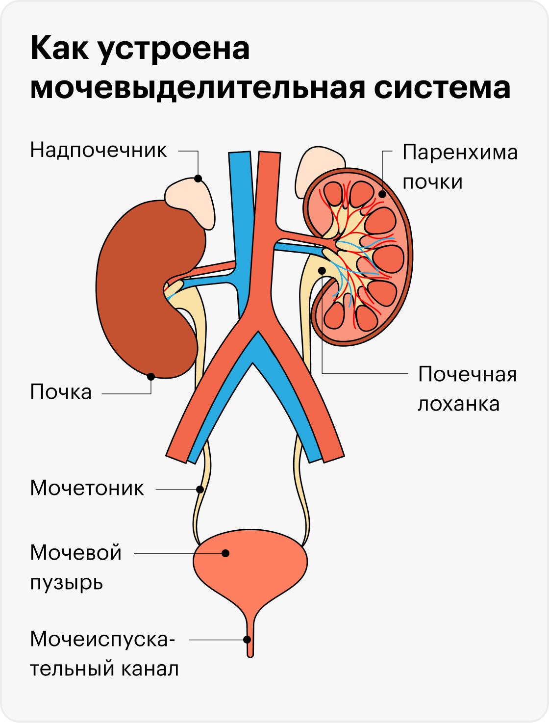 Канал уролога. Почки и мочевой пузырь. Мочевыводящие пути. Почечная лоханка функции. Канал почек.