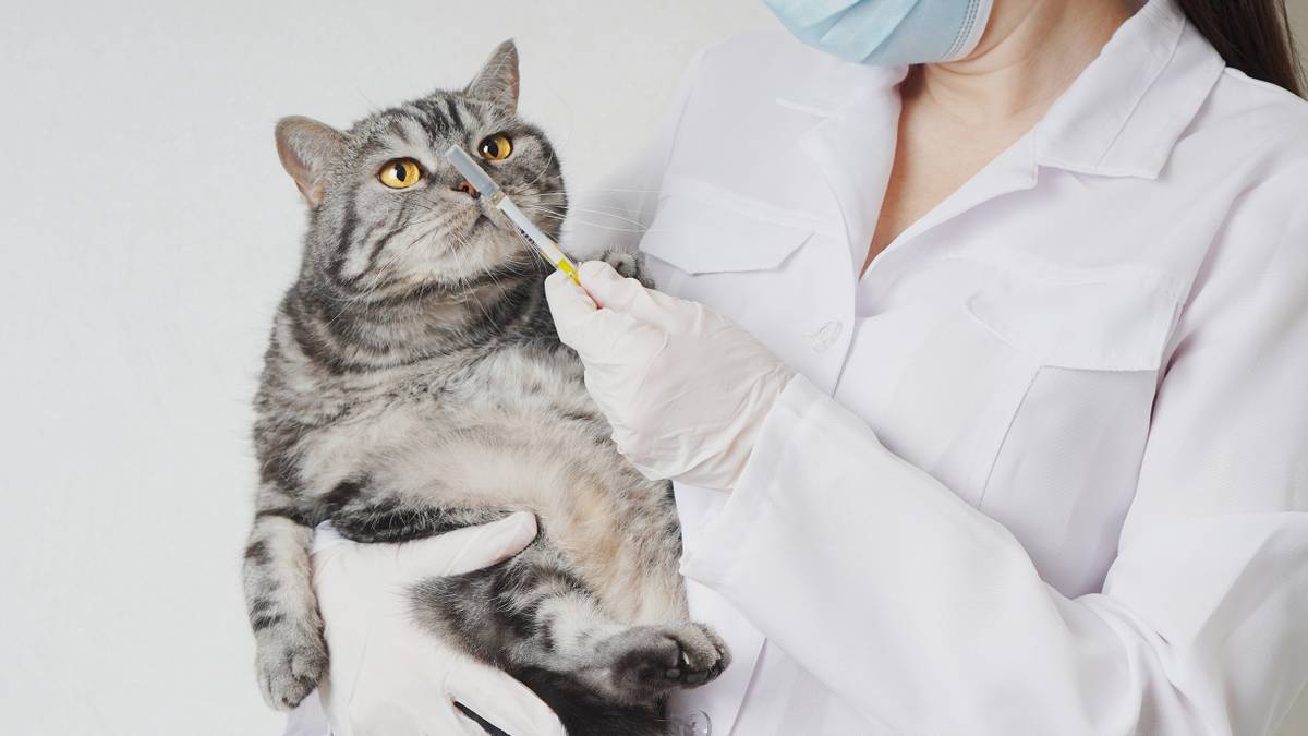 Я потратила 51 318 ₽ на лечение кошек, потому что вовремя их не вакцинировала