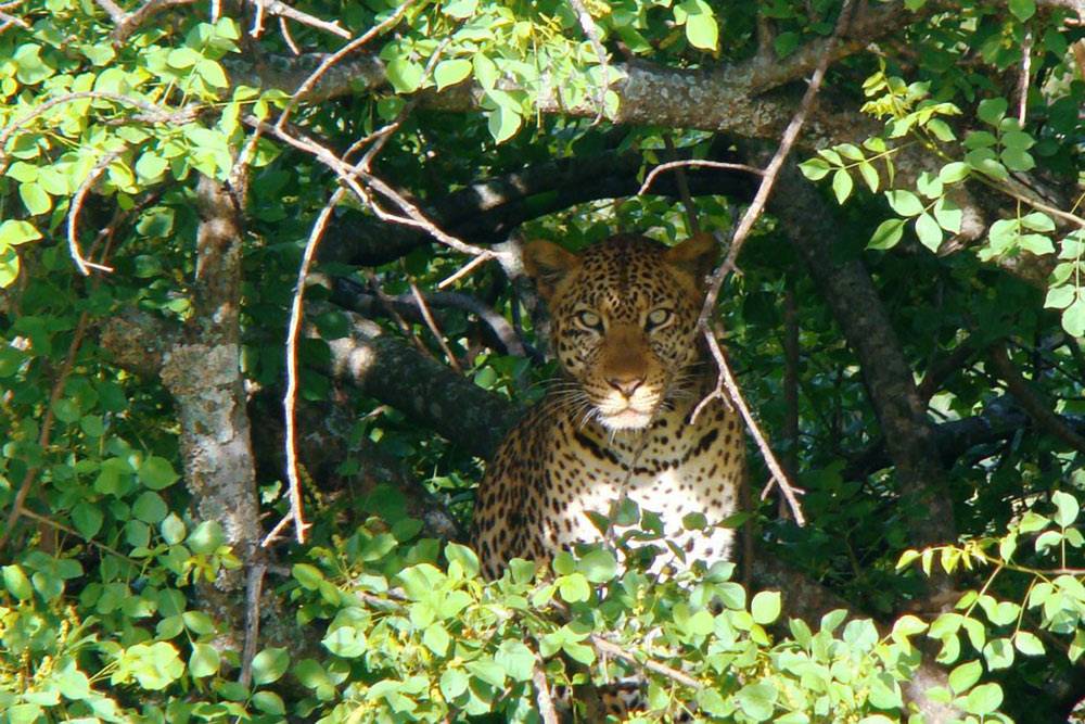 Это взрослый леопард. Они&nbsp;обычно прячутся на&nbsp;деревьях, и&nbsp;их&nbsp;очень сложно заметить
