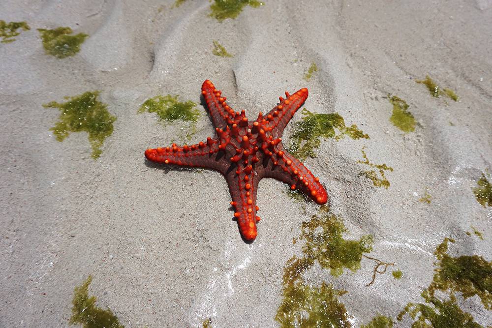 В отлив на берегу можно найти ракушки и звезды. Будьте аккуратны: они могут сломаться и погибнуть