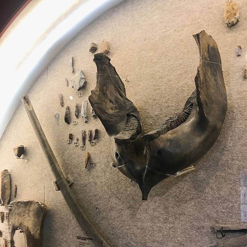 Челюсть мамонта и ребро кита нашли на раскопках на территории Москвы