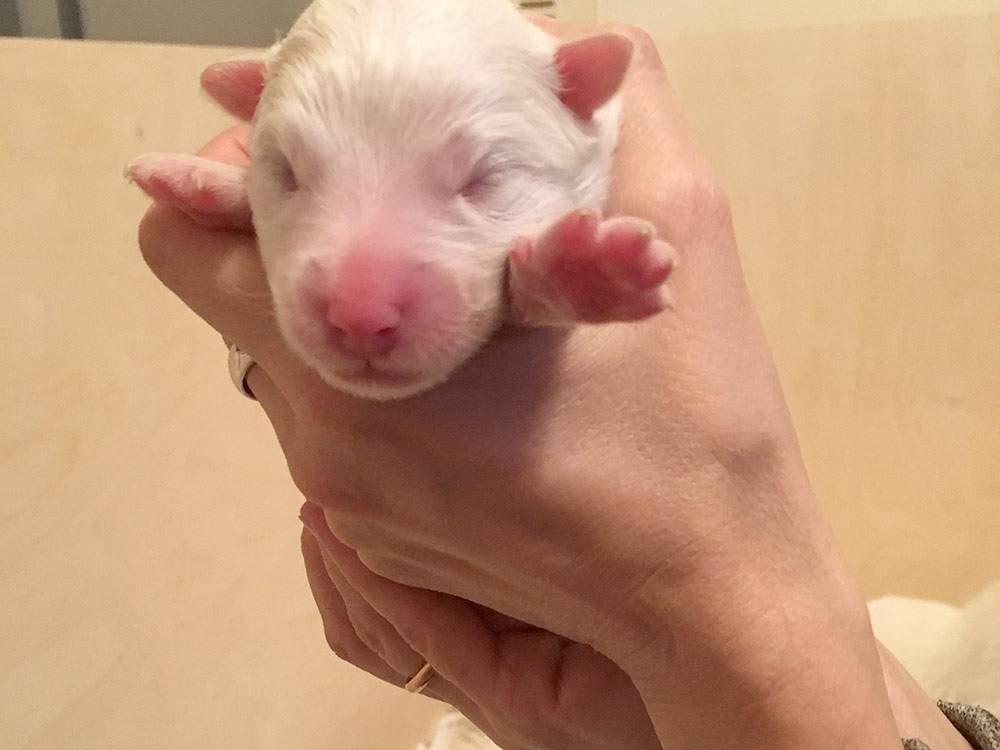 Новорожденные щенки мало похожи на будущих шикарных самоедов