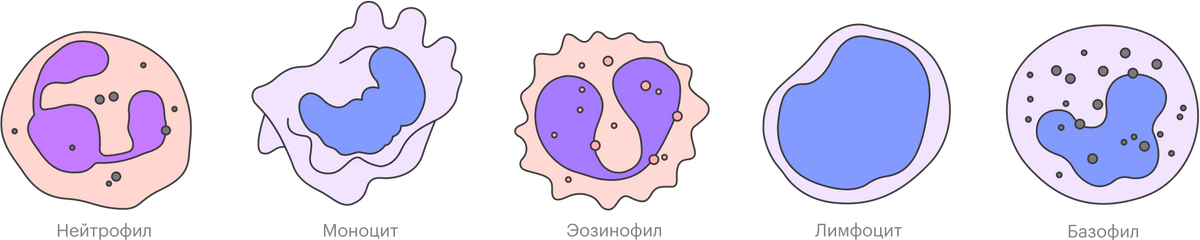 На самом деле все живые лейкоциты белые. Розовыми и синими они становятся только после окраски в лабораторных условиях — без&nbsp;этого их почти невозможно отличить друг от друга