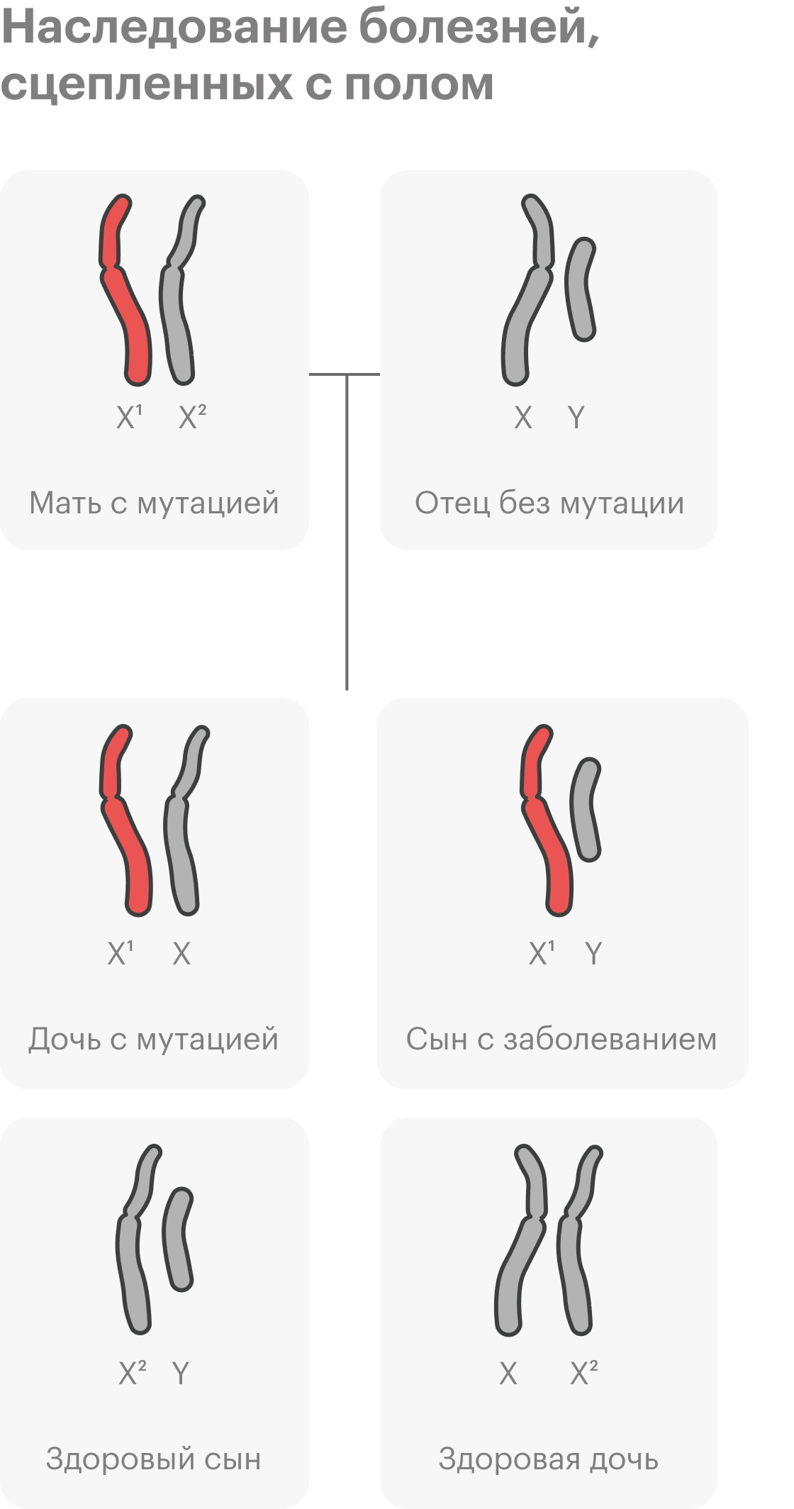 Еще один вариант наследования — наследование, сцепленное с&nbsp;полом. Самый известный пример заболевания, сцепленного с&nbsp;полом — гемофилия. Упрощенно говоря, есть гены, связанные с&nbsp;половыми хромосомами. У&nbsp;человека заболевания обычно связаны с&nbsp;женской X-хромосомой. Если одна из&nbsp;копий гена, сцепленного с X-хромосомой, может вызывать болезнь, болеть будут в&nbsp;основном мальчики. У девочек две X-хромосомы — даже если одна с&nbsp;мутацией, есть второй, здоровый ген, и&nbsp;признак не&nbsp;проявляется. Но&nbsp;они будут носительницами заболевания и могут передать его своим сыновьям