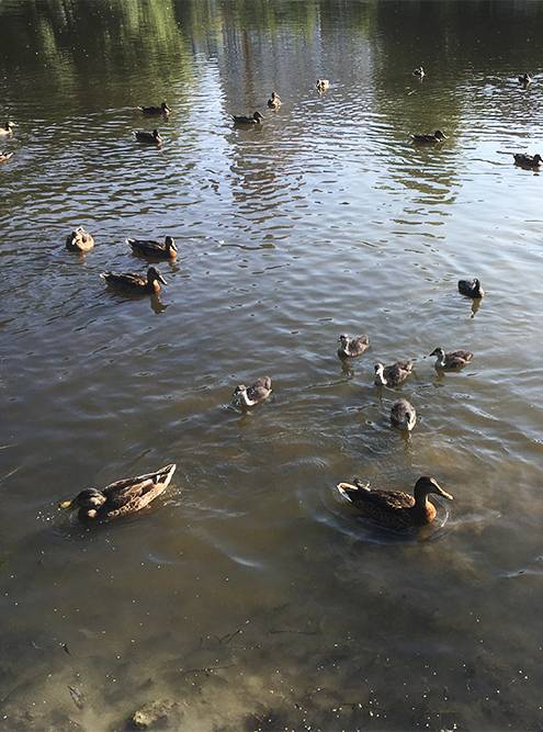 Утки в пруду парка Александрино