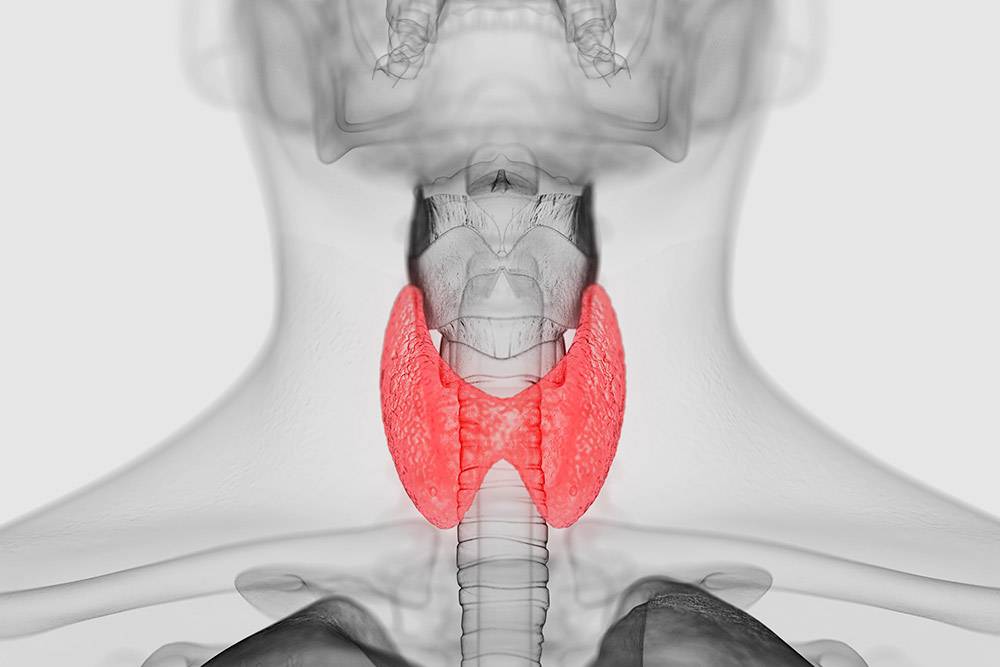 Как выглядит щитовидная железа фото