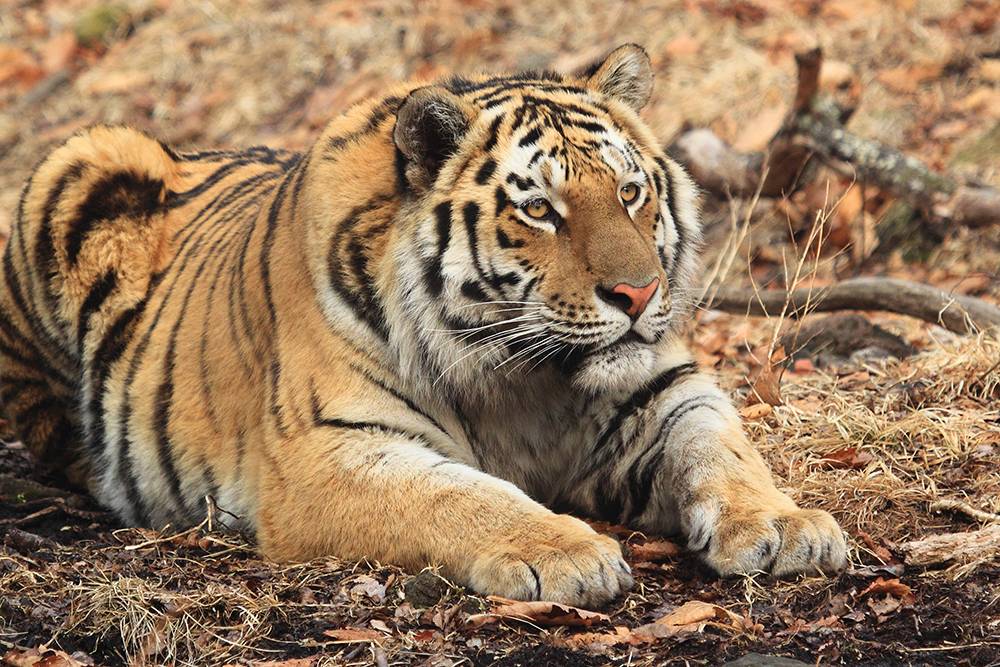 Сокровище заповедника — амурский тигр. На природоохранной территории живет до 20 хищников. Источник: Светлана Сутырина