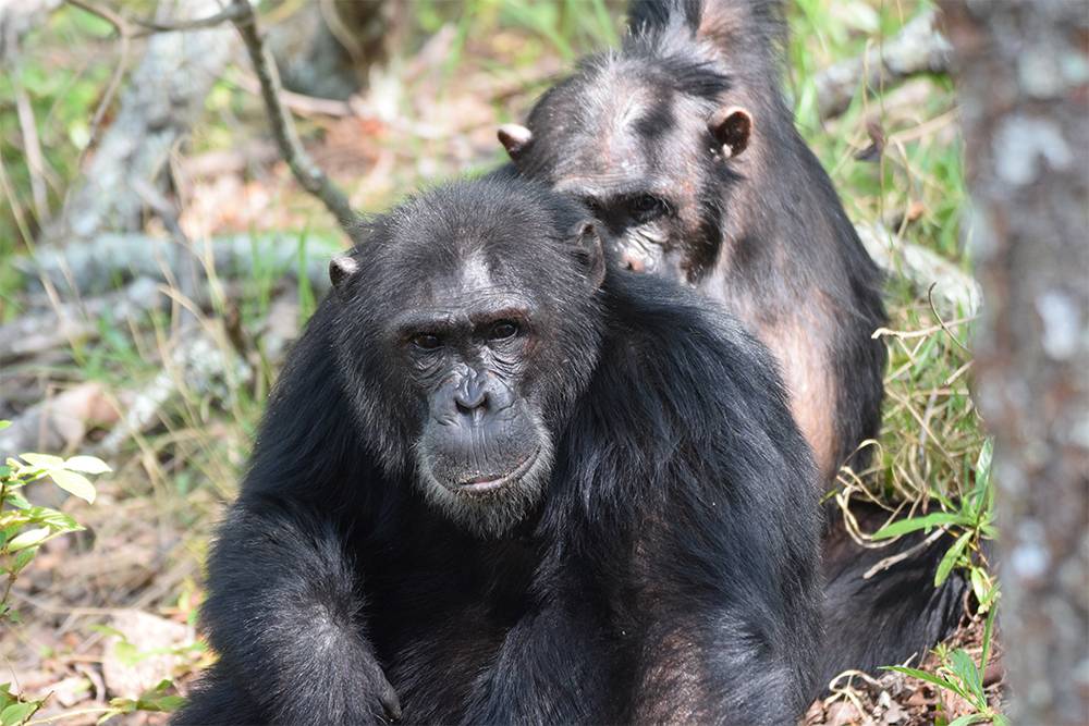 Гомбе-Стрим — это царство шимпанзе. Источник: ICARIS / Shutterstock