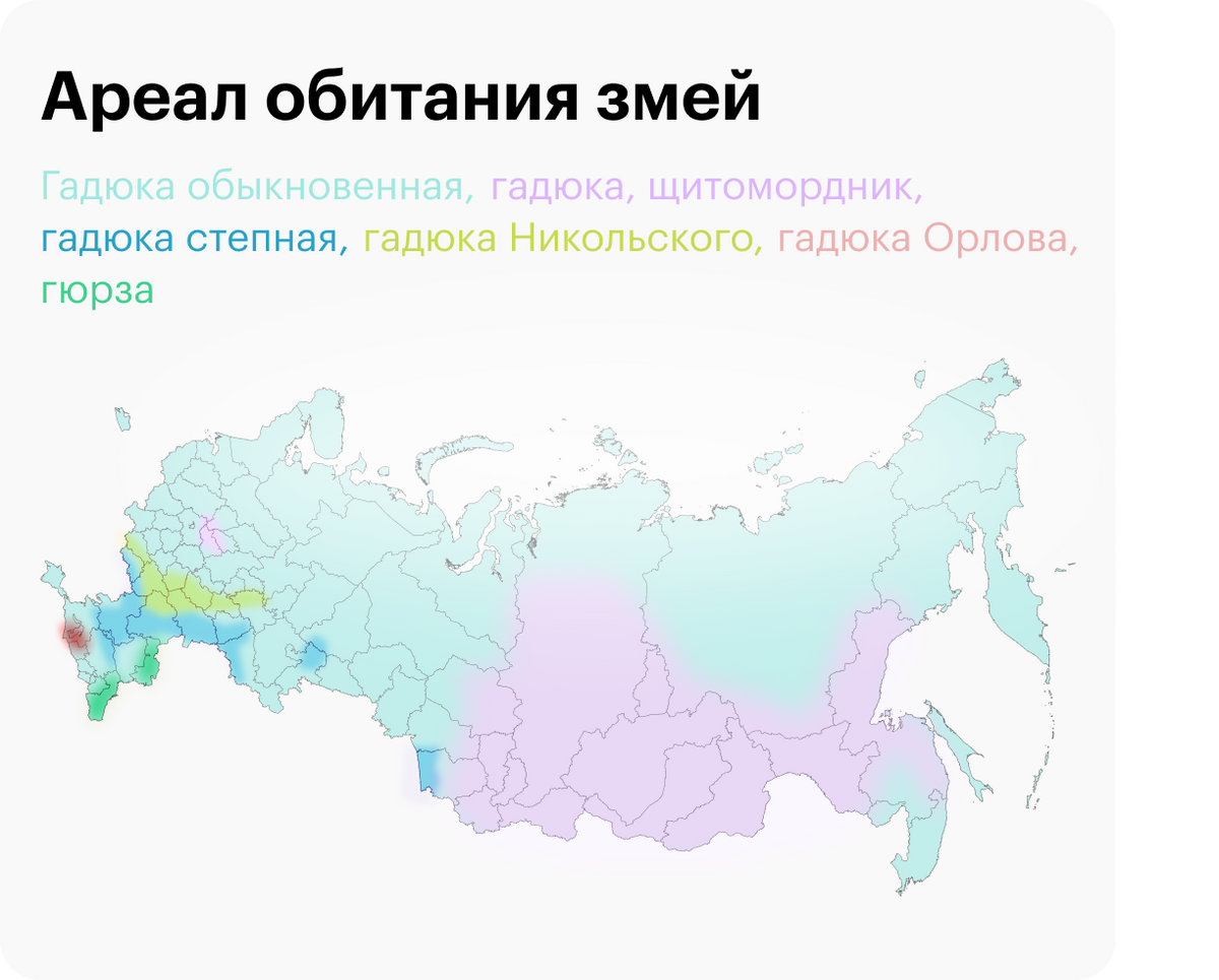 Гадюки живут не только в средней полосе, в России они встречаются чаще всего