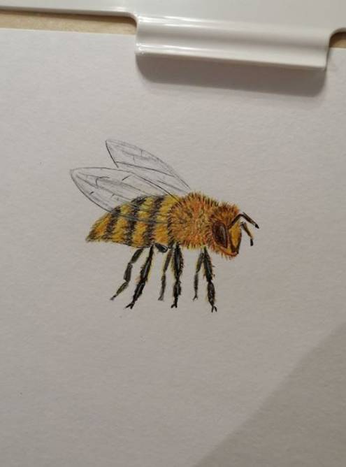 Пчела, которую я рисовала перед сном