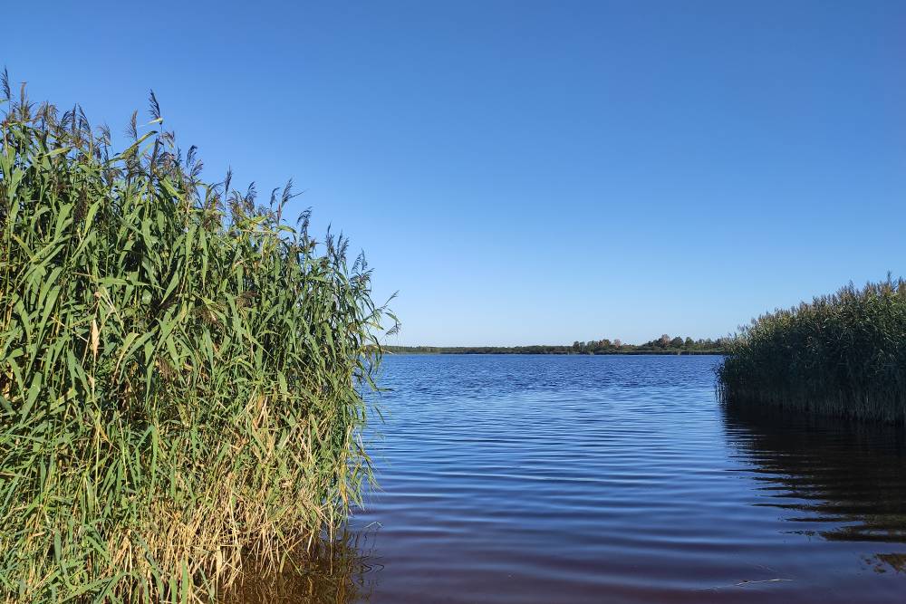 Озеро Лахтинский разлив находится в полутора километрах от моего дома. На другой стороне озера — прокат сап-серфов. Здесь купаются, но пляжики маленькие, а вода цвета торфа