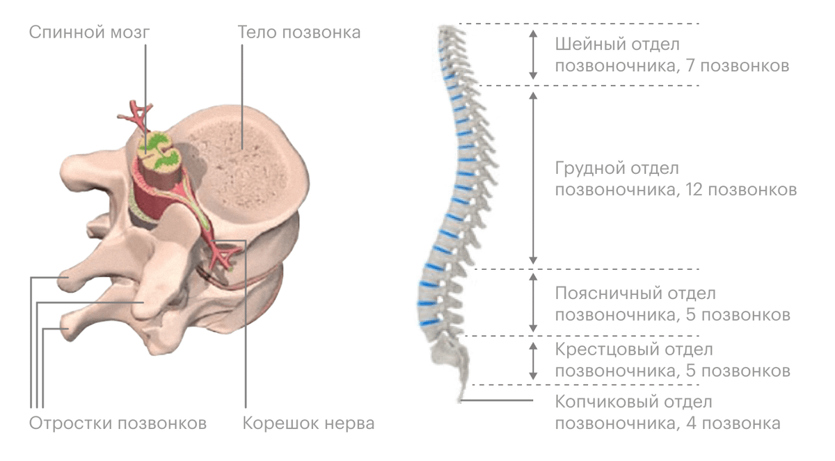 7 позвонок шейного отдела фото