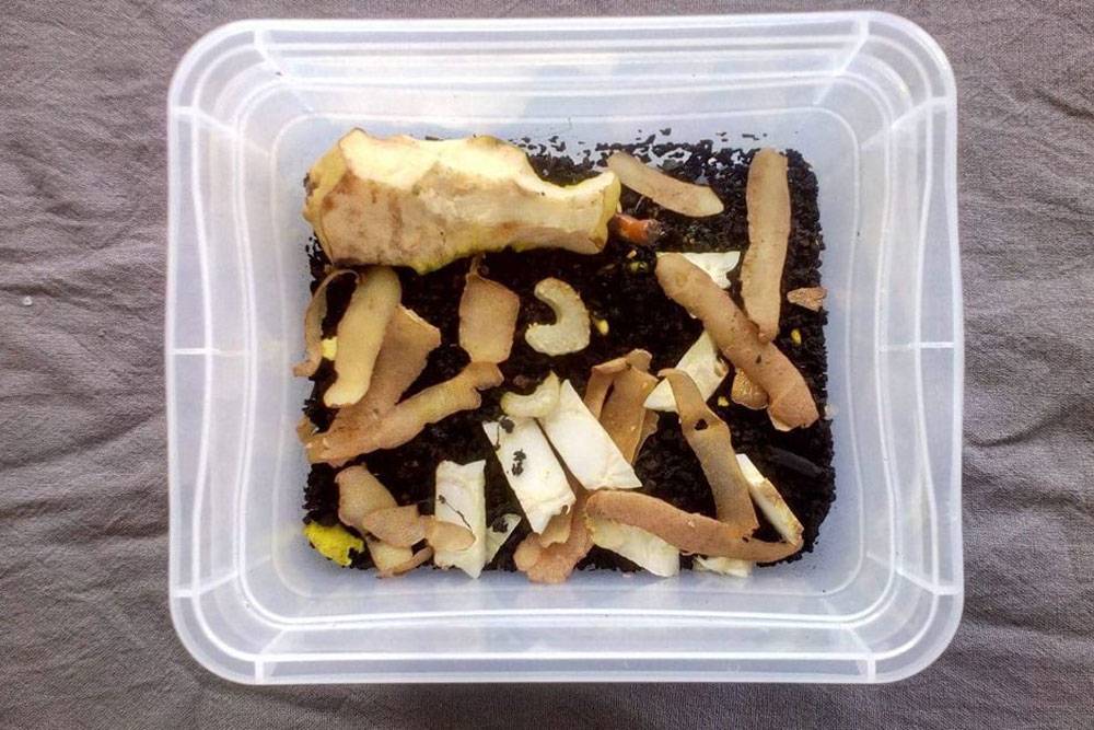 Мой вермикомпостер. Черная масса — это биогумус: результат переработки червями еды и натуральное удобрение