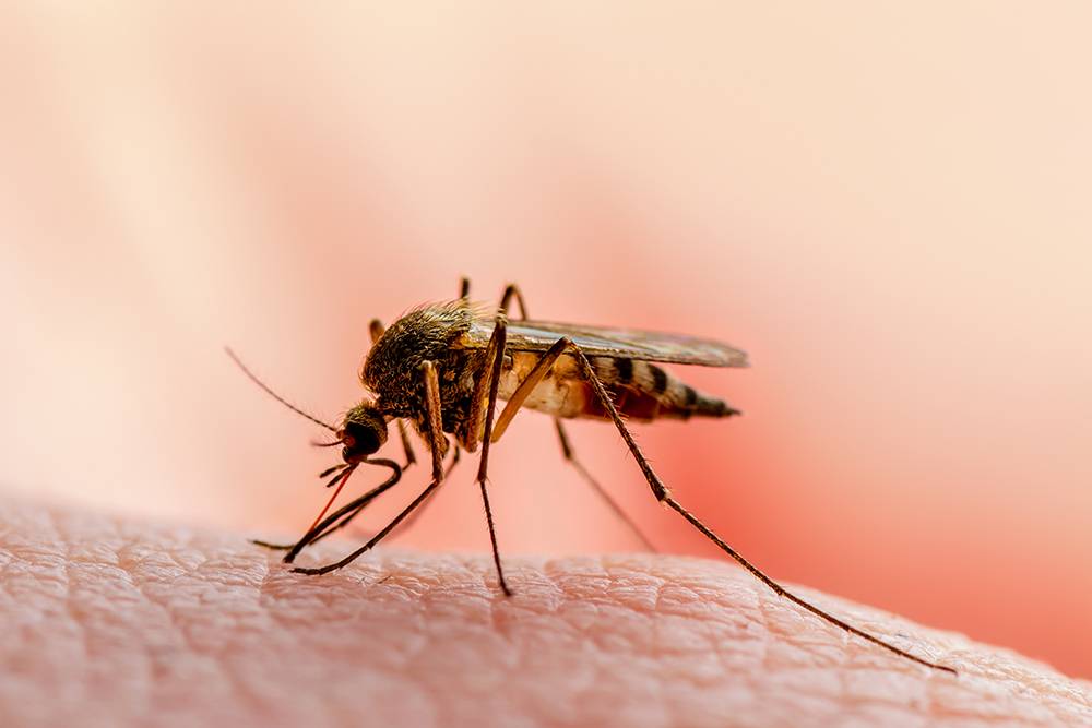 «Игла» комара на самом деле состоит из нескольких частей. При&nbsp;укусе комары вводят собственную слюну через одну трубочку, а забирают кровь через другую. То есть чужая кровь в организм укушенного не попадает. Также ВИЧ не размножается в организме насекомого — в отличие, например, от возбудителя малярии, который размножается в желудке комара, наполненном кровью больного, а потом проникает в слюнные железы и со слюной попадает к другому человеку. Источник:&nbsp;nechaevkon / Shutterstock