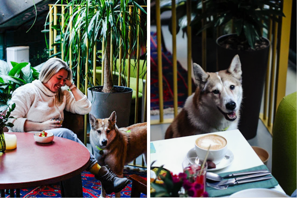 В баре «Маньяна» столик для&nbsp;гостей с крупными собаками визуально отделен от зала декоративным ограждением и зеленью