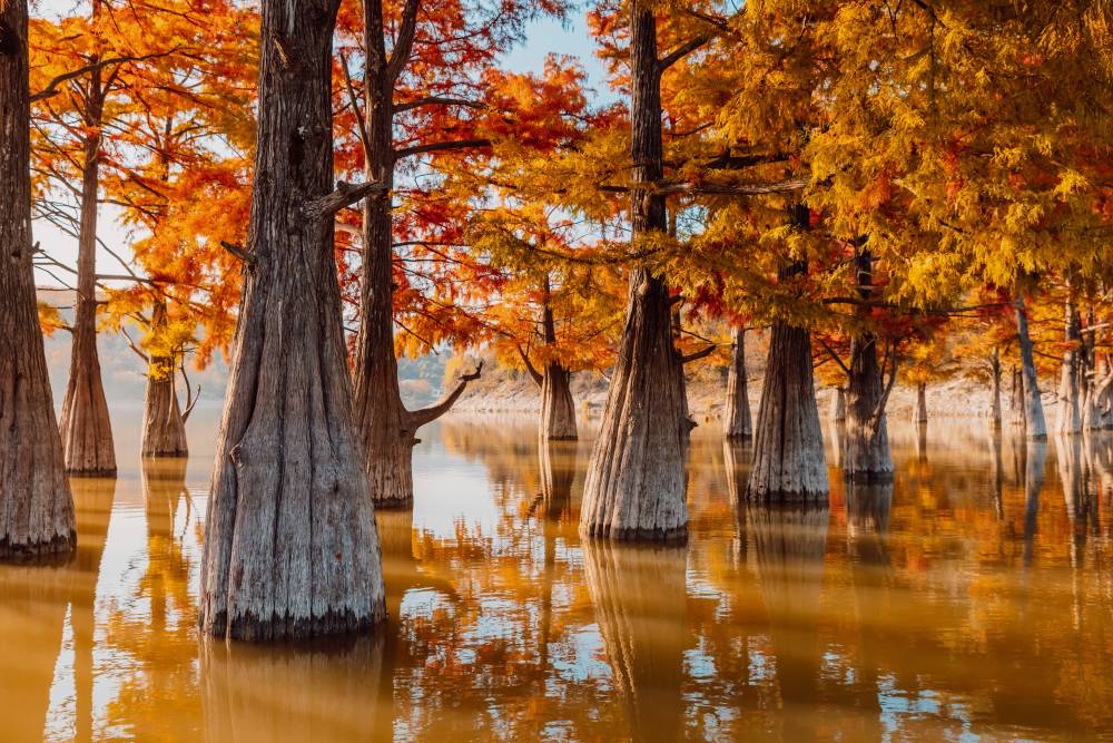 В октябре кипарисы выглядят фантастически. Источник: Wonderful Nature / Shutterstock
