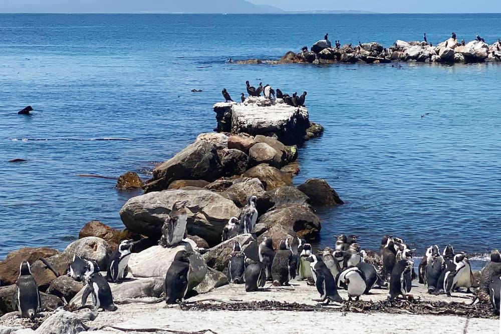 В ЮАР можно встретить пингвинов