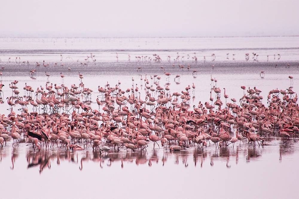 Розовые фламинго на озере Маньяра. Источник: Sun_Shine / Shutterstock