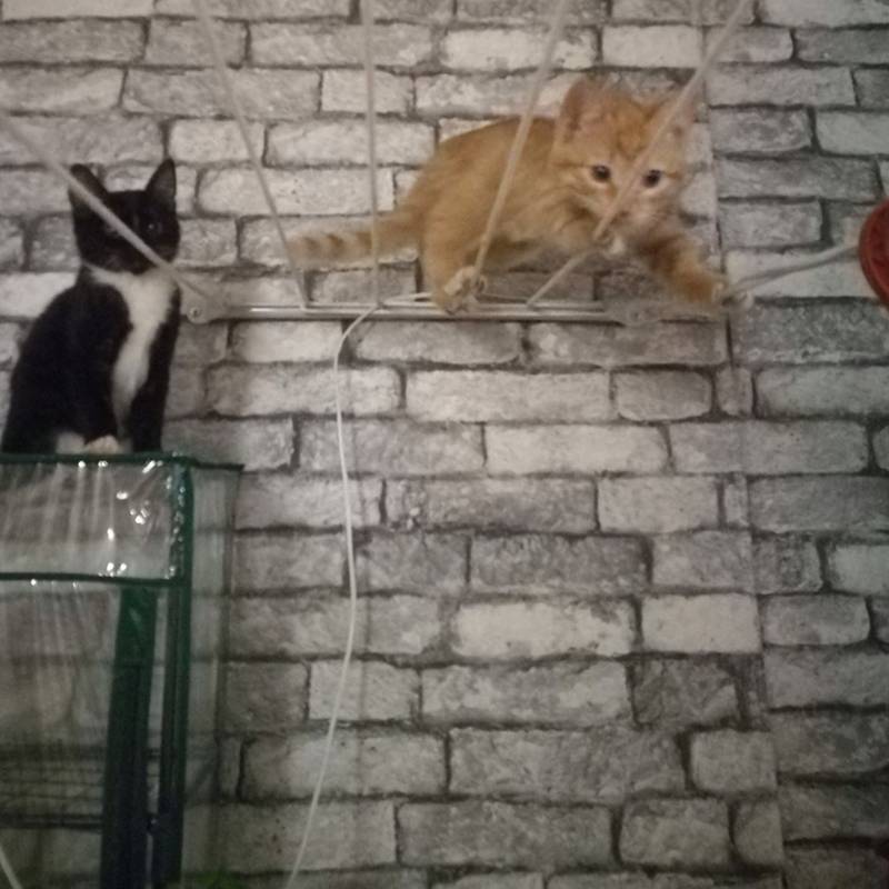Кошки на веревке