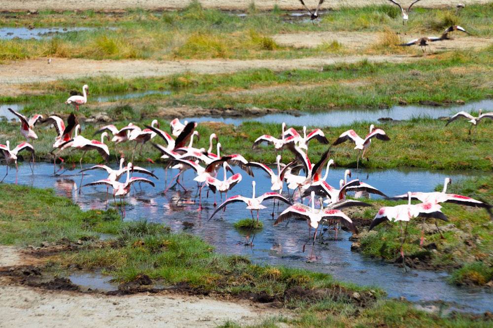 Фламинго в&nbsp;Тарангире. Издалека озера выглядят полностью розовыми