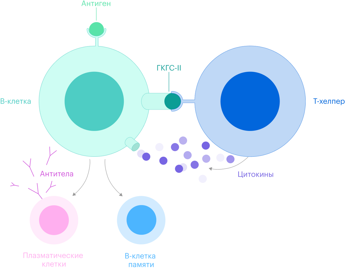 Т-хелпер связывается с В-клеткой, цепляясь за специальный белок, — главный комплекс гистосовместимости второго класса, ГКГС-II. Затем Т-хелпер выпускает цитокины — сигнальные химические вещества, которые активируют В-клетку и запускают процесс ее клонирования. В-клетка начинает делиться и дает начало плазматическим В-лимфоцитам, которые создают антитела, и В-клеткам памяти