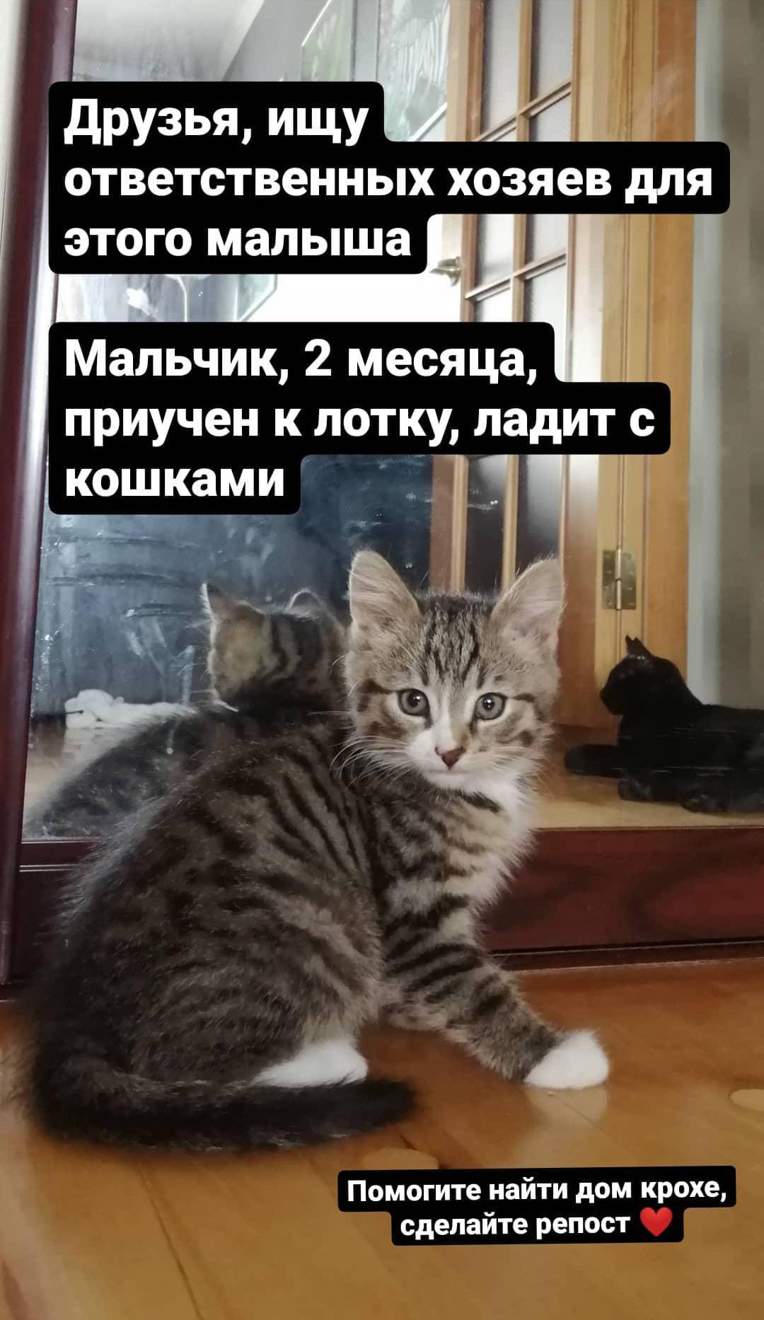 Фото Самого Смешного Котенка